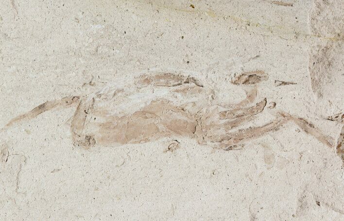 Fossil Pea Crab (Pinnixa) From California - Miocene #49804